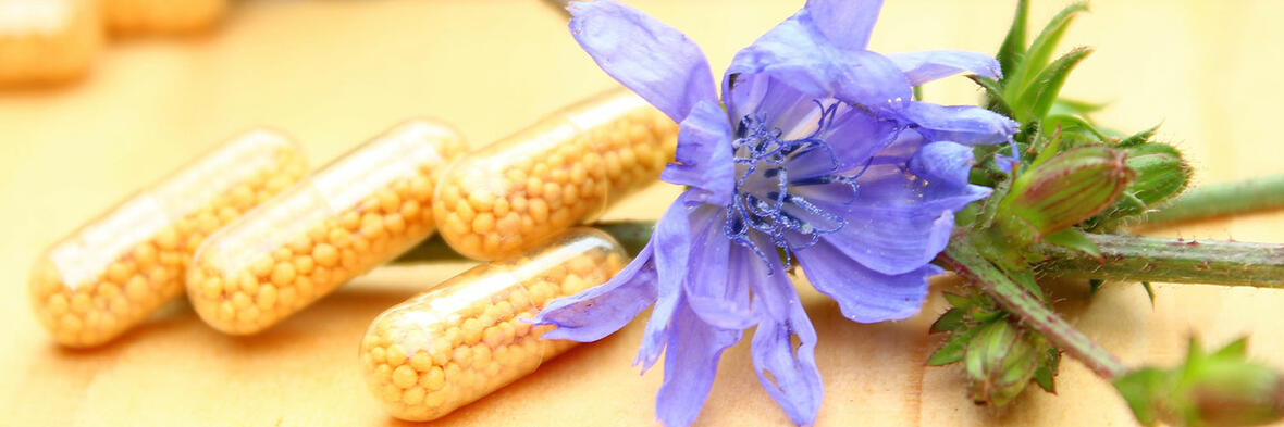 Mehrere Kapseln mit gelben Pflanzenkügelchen liegen neben einer blauen Blüte.
