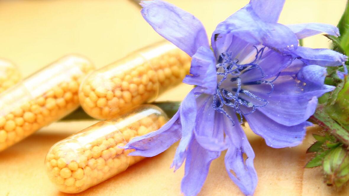 Mehrere Kapseln mit gelben Pflanzenkügelchen liegen neben einer blauen Blüte.